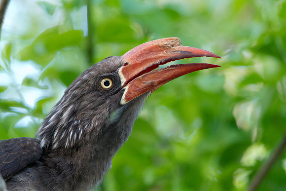 Crowned Hornbill (Tockus alboterminatus)