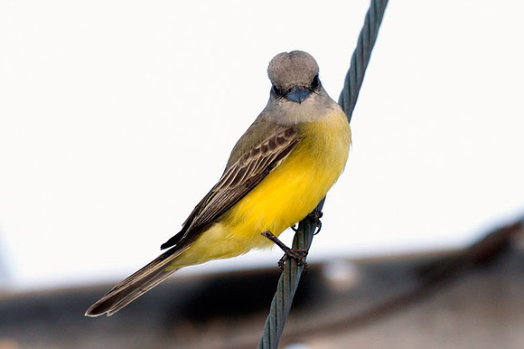 Couch's Kingbird (Tyrannus couchii)