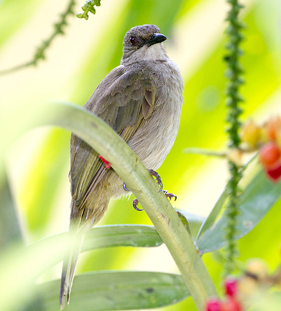 Olive-winged Bulbul (Pycnonotus plumosus)