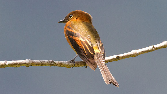 Cinnamon Flycatcher (Pyrrhomyias cinnamomeus)