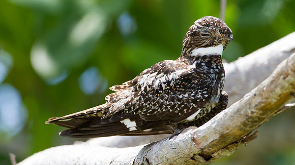 Antillean Nighthawk (Chordeiles gundlachii)