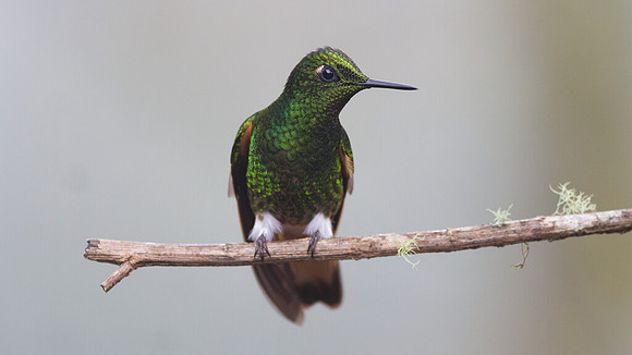 Buff-tailed Coronet (Boissonneaua flavescens)