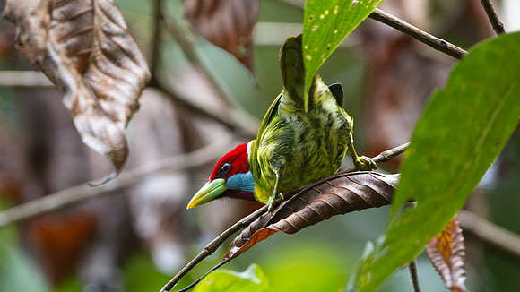 Versicoloured Barbet (Eubucco versicolor)