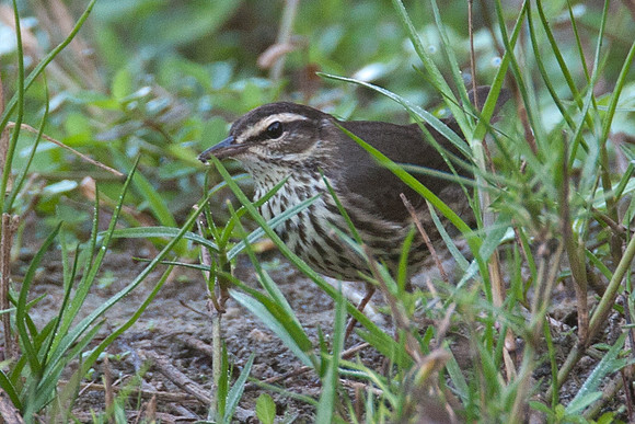 Northern Waterthrush (Parkesia noveboracensis)