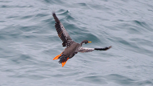 Red-legged Cormorant (Phalacrocorax gaimardi)