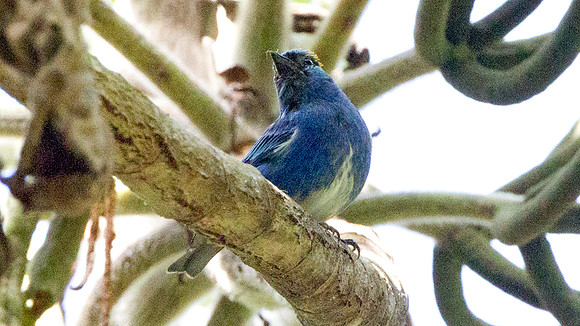 Golden-naped Tanager (Tangara ruficervix)