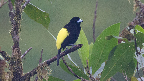 Lemon-rumped Tanager (Ramphocelus flammigerus)