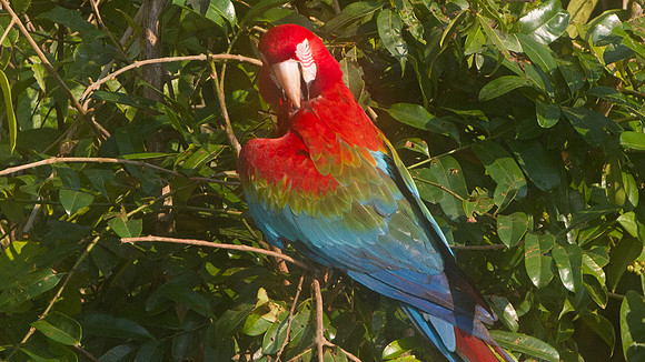 Red-and-green Macaw (Ara chloropterus)