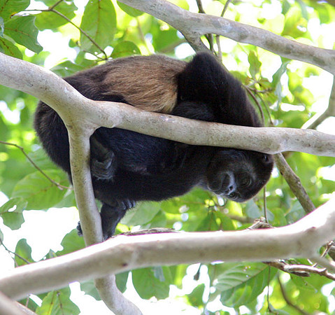 Mantled Howler (Alouatta palliata) also known as Golden-mantled Howling Monkey
