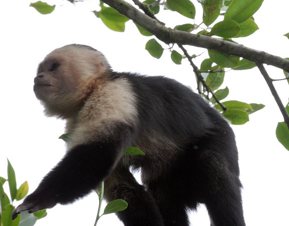 White-headed Capuchin (Cebus capucinus) also known as White-faced Capuchin