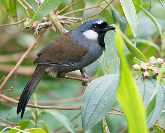 Black-throated laughingthrush (Garrulax chinensis)