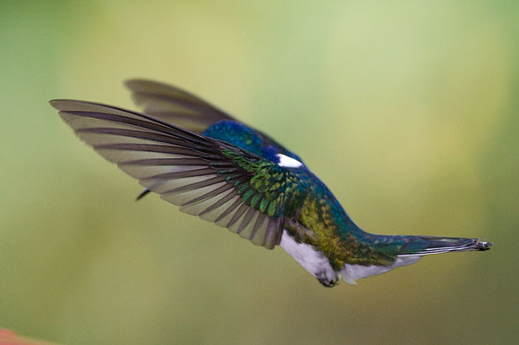 White-necked Jacobin (Florisuga mellivora) male