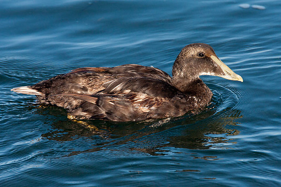 Common Eider (Somateria mollissima) first year female