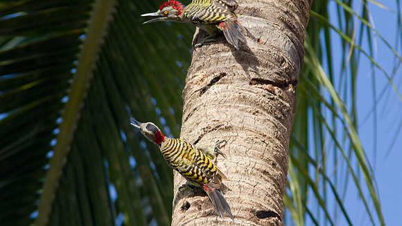 Hispaniolan Woodpecker (Melanerpes striatus)