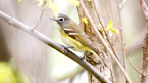 Blue-headed Vireo (Vireo solitarius)