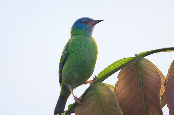 Blue Dacnis (Dacnis cayana) female; also known as Turquoise Honeycreeper