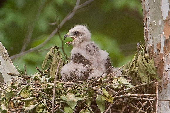 Red-shouldered Hawk (Buteo lineatus) juvenile