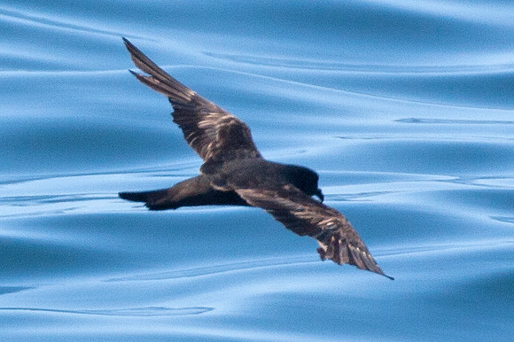 Leach's Storm Petrel (Oceanodroma leucorhoa)