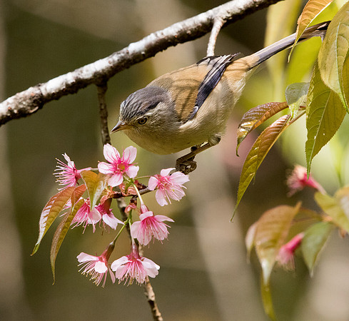 Blue-winged minla (Minla cyanouroptera)