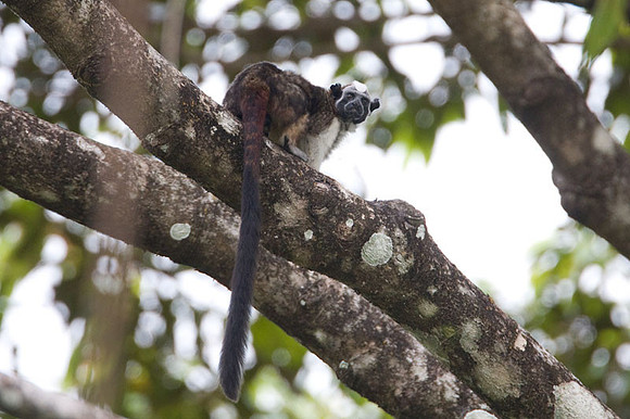 Geoffroy's Tamarin (Saguinus geoffroyi)