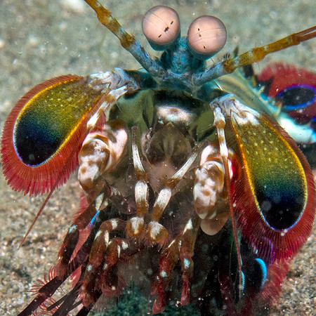 Peacock Mantis Shrimp (Odontodactylus scyllarus)