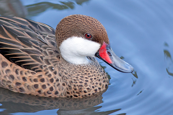 White cheeked Pintail (Anas bahamensis)