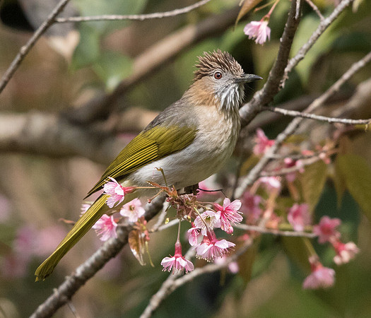 Striated yuhina (Yuhina castaniceps)