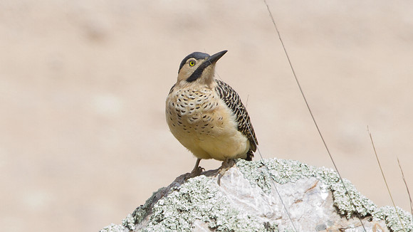 Andean Flicker (Colaptes rupicola)