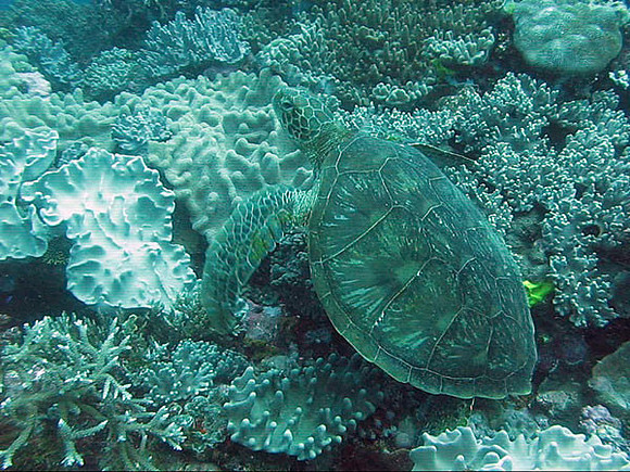 Hawksbill Sea Turtle (Eretmochelys imbricata)