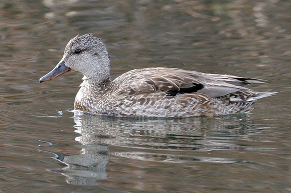 Gadwall (Anas strepera) female