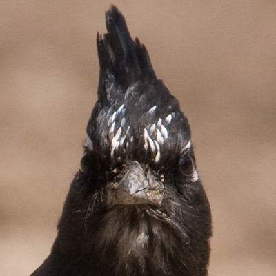 Steller's Jay (Cyanocitta stelleri)