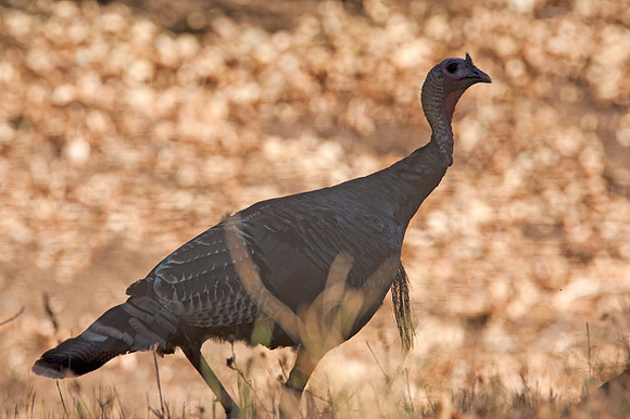 Wild Turkey (Meleagris gallopavo)