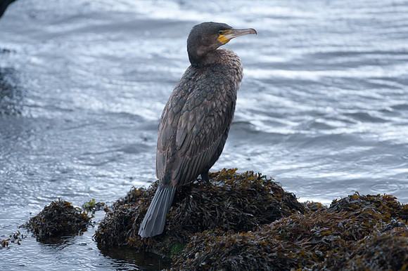 Great Cormorant (Phalacrocorax carbo) also known as Great Black Cormorant, Black Cormorant, Black Shag
