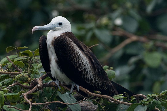 Magnificent Frigatebird (Fregata magnificens) juvenile