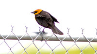 Yellow-headed Blackbird (Xanthocephalus xanthocephalus) male