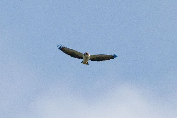 Swainson's Hawk (Buteo swainsoni)