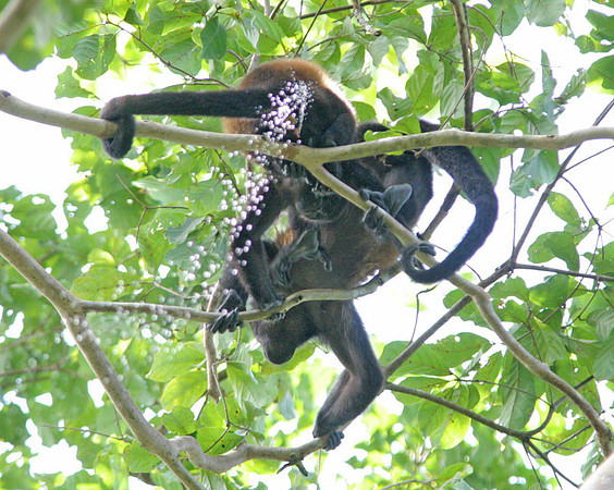 Mantled Howler (Alouatta palliata) also known as Golden-mantled Howling Monkey