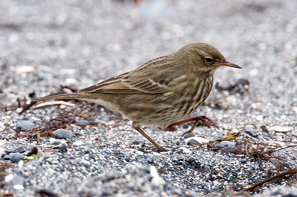 Rock Pipit (Anthus Petrosus)