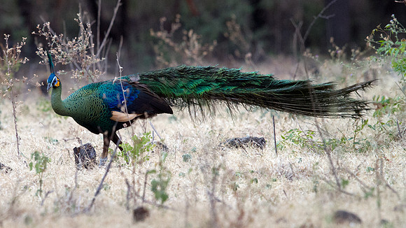 Green peafowl (Pavo muticus)