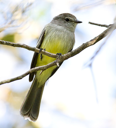 Northern Scrub Flycatcher (Sublegatus arenarum)