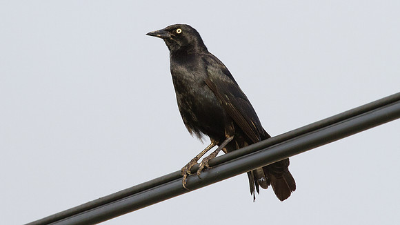 Brewer's Blackbird (Euphagus cyanocephalus)