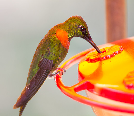 Gould's Jewelfront (Heliodoxa aurescens)