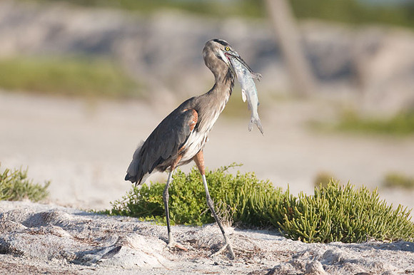 Great Blue Heron (Ardea herodias)