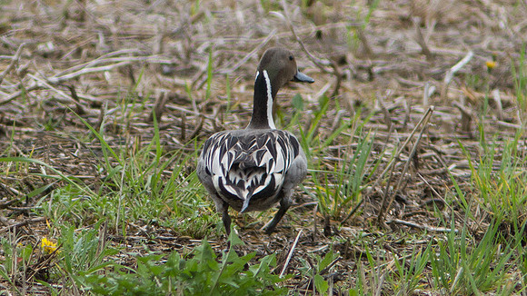 Northern Pintail (Anas acuta) male
