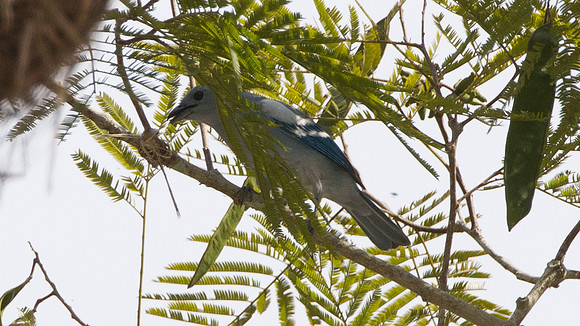 Blue-grey Tanager (Thraupis episcopus)