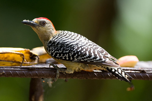 Red-crowned Woodpecker (Melanerpes rubricapillus)