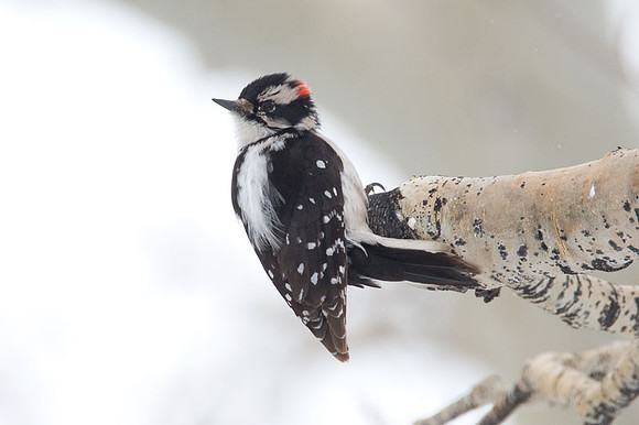 Downy Woodpecker (Picoides pubescens) male