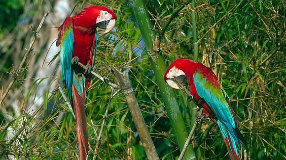 Red-and-green Macaw (Ara chloropterus)
