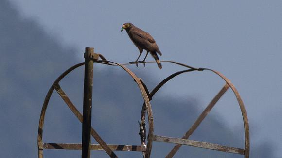 Roadside Hawk (Buteo magnirostris)