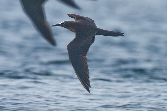 Brown Noddy (Anous stolidus) also known as Common Noddy